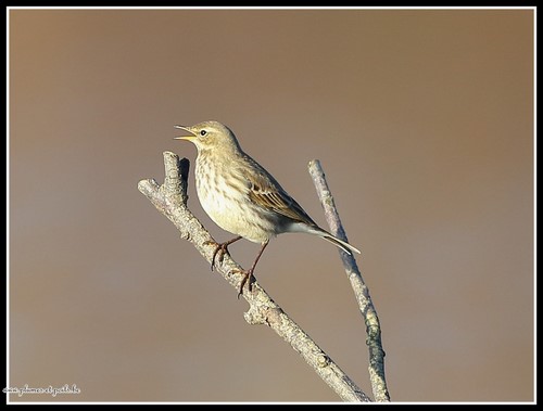 Pipit spioncelle
